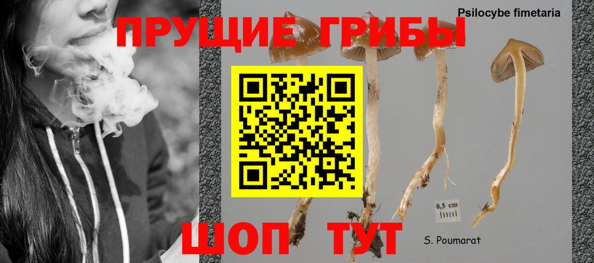 продажа наркотиков  Галлюциногенные грибы Magic Shrooms  Вход с VPN  Губкин  Псилоцибиновые грибы GOLDEN TEACHER 
